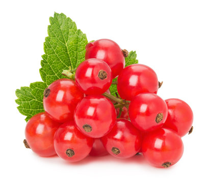 red currant isolated on the white background
