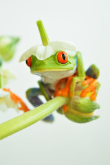 Red eyed tree frog