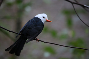 Rotschnabel-Fluchtvogel