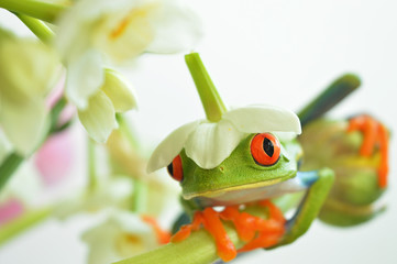 Red eyed tree frog