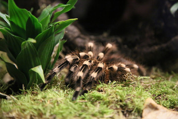 Vogelspinne