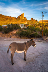 Un âne, à Oatman, en Arizona.