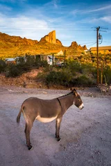 Fotobehang Een ezel, in Oatman, Arizona. © jonbilous