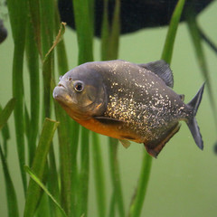 Roter Piranha