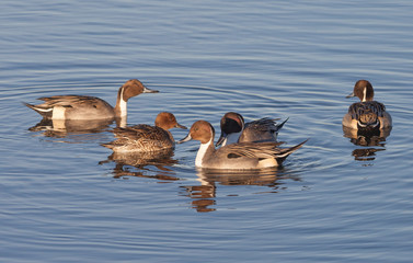 Northern Pintails