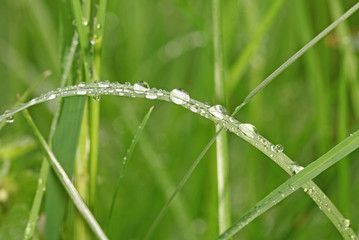 gouttes de rosée sur un brin d'herbe