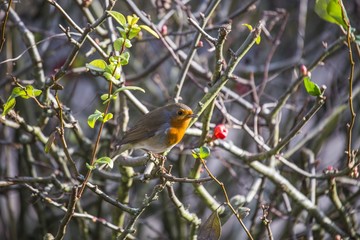 Robin Red Breast
