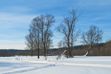 Fototapeta na wymiar trees in winter field