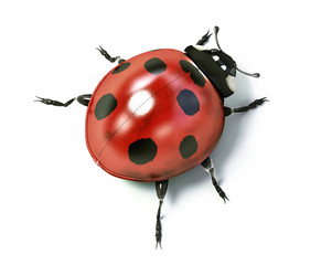 ladybug on white background