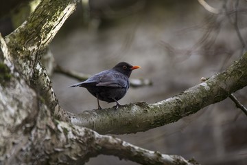 Blackbird (male)