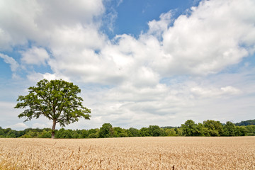 Obraz premium Peaceful Hay Field with Green Trees at the Side