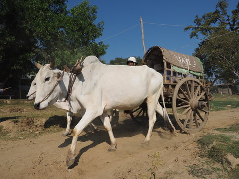 Carro de bueyes utilizado como taxi en Mingun (Myanmar)
