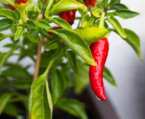 Chili plant