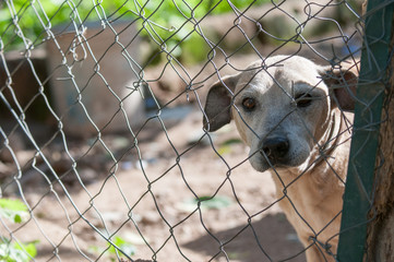 Adopt me!