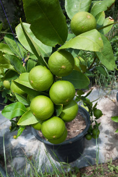 Lime plant with many fruits