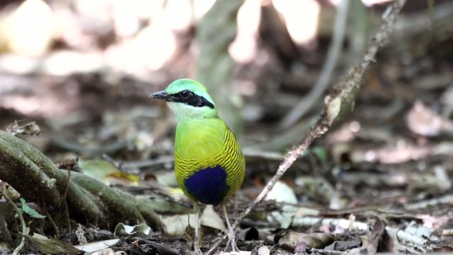 Bar-bellied Pitta (Hydrornis elliotii) in Vietnam