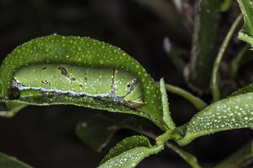 green caterpillar on a leaf