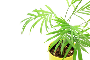 Fototapeta premium plant