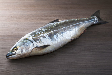 サクラマス　masu salmon