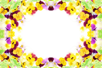 frame of the pansy