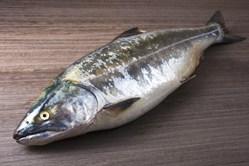 サクラマス　masu salmon