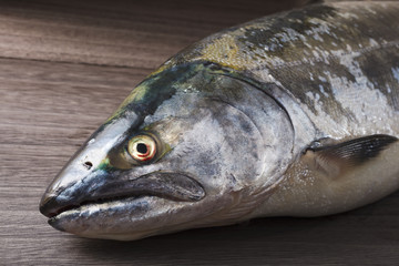 サクラマス　masu salmon