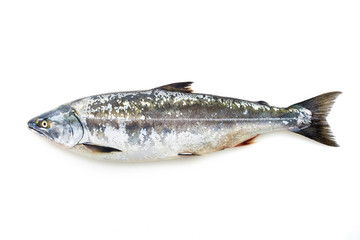 サクラマス　masu salmon