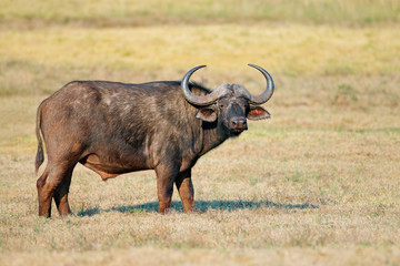 African or Cape buffalo in grassland