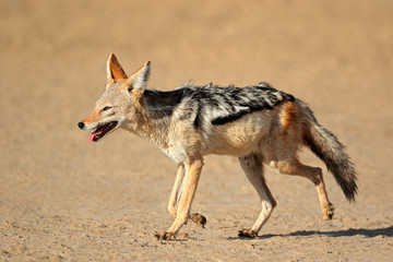 Black-backed Jackal running, Kalahari desert