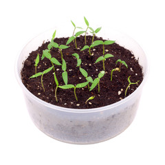 Sprouts closeup