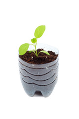 Aubergine spring sprouts