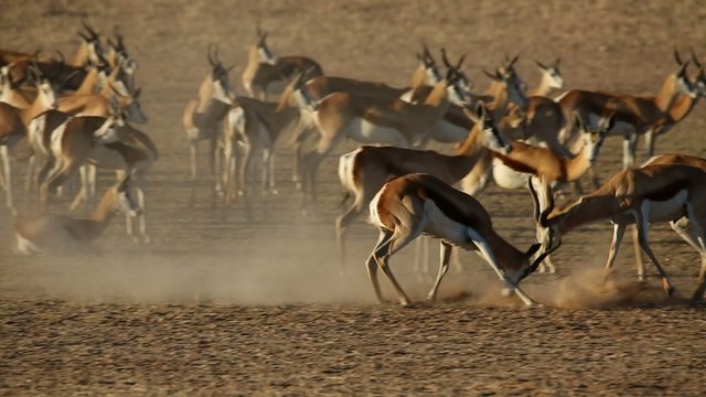 Springbok antelopes fighting, Kalahari desert