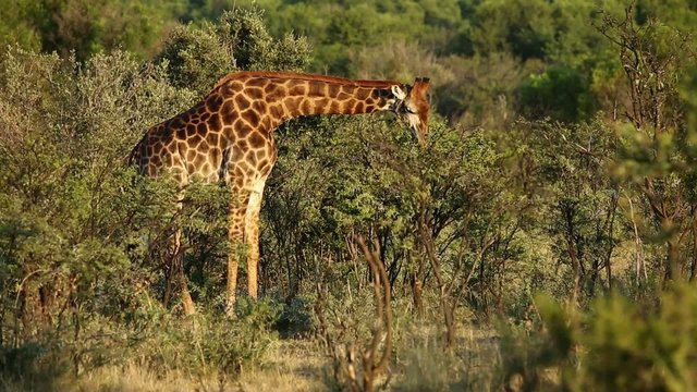 Giraffe feeding on an Acacia tree, South Africa