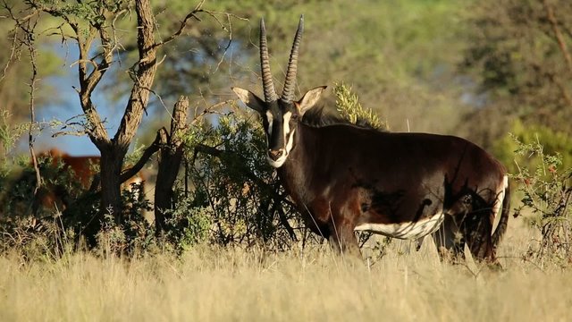 Male sable antelope in natural habitat, South Africa