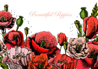illustrations with poppies