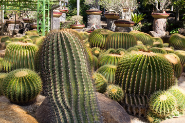 Fototapeta na wymiar Green Cactus