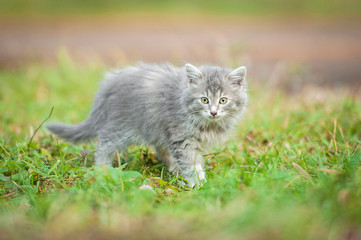 Naklejka na ściany i meble Little grey kitten walking outdoors