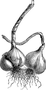 Vintage Illustration garlic