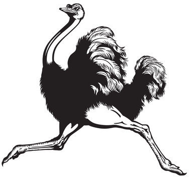 ostrich black white