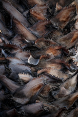 Palm tree trunk close-up