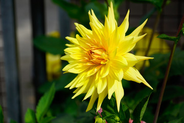 Gelbe Aster