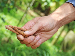 man holding cinnamon in a hand © macau
