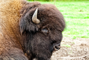 Bison © Bumann