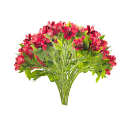 Bouquet of beautiful red freesias,isolated on white background