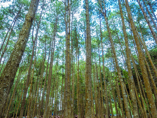 Fototapeta premium alpine trees in the camping site