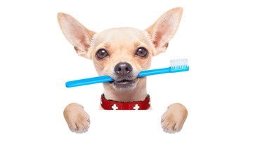 toothbrush dog