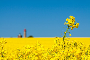 Raps und Leuchtturm