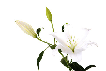 Obraz premium White lily
