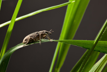 Macro of beetle on grass blade