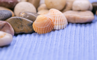 Seashell collection